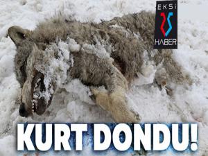 Ayaz kurdu dondurdu...