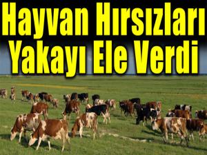 Büyükbaş hayvan hırsızları suçüstü yakalandı