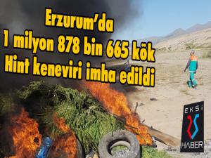 Erzurumda 1 milyon 878 bin 665 kök Hint keneviri imha edildi