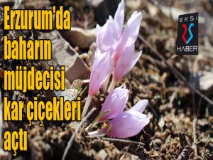 Erzurum'da baharın müjdecisi kar çiçekleri açtı