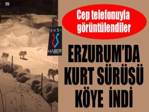 Erzurumda kurt sürüsü köye indi!