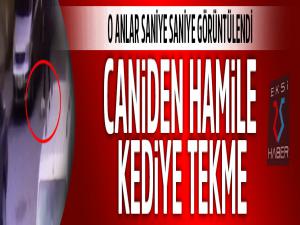 Hamile kediyi yere vurup tekmeledi