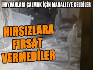 Horasan'da hayvan hırsızlığı son anda önlendi