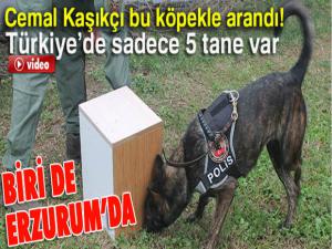 Kaşıkçı bu köpekle arandı