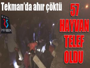 Tekmanda ahır çöktü, 57 hayvan telef oldu