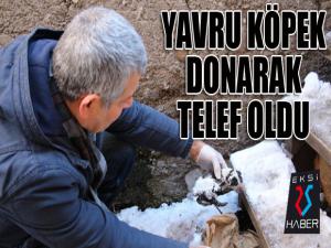 Yavru köpek donarak telef oldu