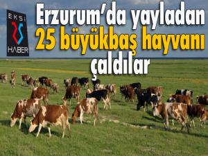 Yayladan 25 büyükbaş hayvanı çaldılar