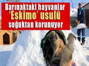 Barınaktaki hayvanlar 'Eskimo' usulü soğuktan korunuyor