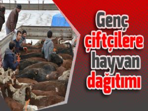 Genç çiftçilere hayvan dağıtımı