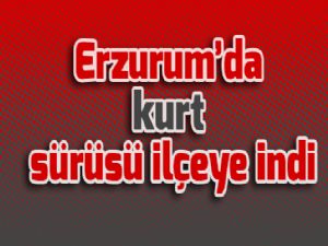Erzurum'da kurt sürüsü ilçeye indi