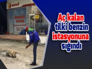 Aç kalan tilki benzin istasyonuna sığınarak karnını doyurdu