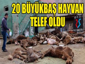 Çobanın ilgilenmediği 20 büyükbaş hayvan telef oldu