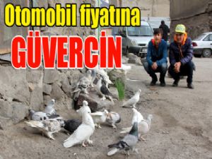 Bu güvercinler otomobil fiyatına satılıyor...