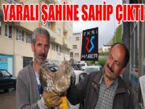 Yaralı şahine sahip çıktı