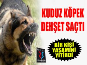 Kuduz köpek dehşet saçtı...