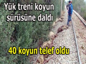 Yük treni koyun sürüsüne daldı...