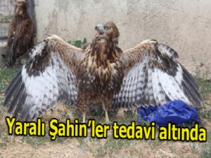 Yaralı şahinler tedavi altında...