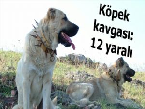 Erzurum'da köpek kavgası: 12 yaralı...