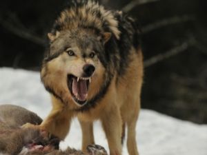 Erzurum'da aç kurtlar köpeği yedi