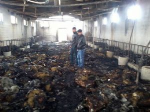 Erzurum'da 230 koyun yanarak telef oldu...