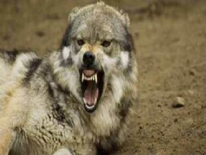 Erzurum'da sokak köpeği saldırdığı 4 çocuğu yaraladı...