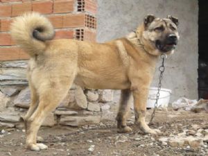 Kangal'ın Anavatanında Kurt Egemenliği...