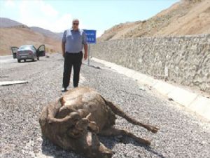 Yol ortasında hayvan leşleri...