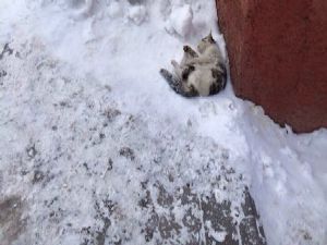 Sibirya soğukları kediyi dondurdu...
