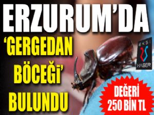 Erzurum'da gergedan böceği bulundu...