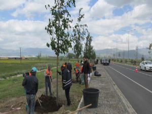 Erzurum Büyükşehir Belediyesi 3 ayda 5 bin ağaç dikti...