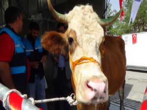 Erzurum Büyükşehir Belediyesi'nden kurban hizmeti...