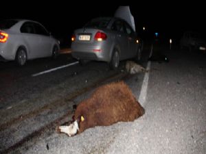 Otomobil koyun sürüsüne çarptı...