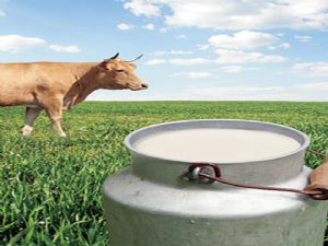 TZOB inek sütü üretim verilerini açıkladı...