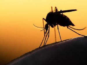 Zika birkaç ay içinde Türkiye'ye yayılabilir