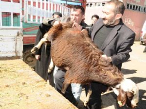 Erzurum'da kurban manzaraları...