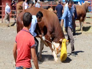 Erzurum Hayvan Pazarında hareketlilik başladı 