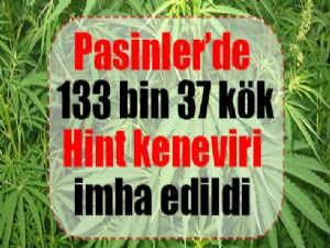 Pasinler'de 133 bin 37 kök Hint keneviri imha edildi