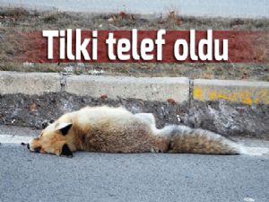 Erzurum'da aracın çarptığı tilki telef oldu