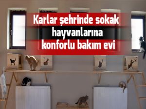 Karlar şehrinde sokak hayvanlarına konforlu bakım evi