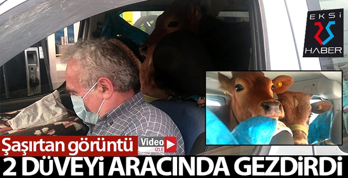 2 düveyi aracının arka koltuğunda yaylaya böyle götürdü