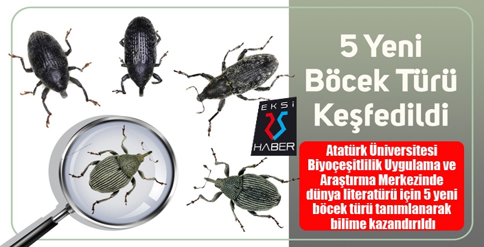 5 yeni böcek türü keşfedildi