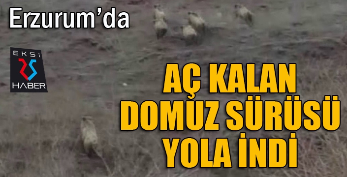 Aç kalan domuz sürüsü karayoluna indi