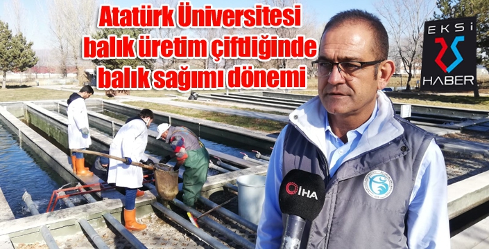 Atatürk Üniversitesi balık üretim çiftliğinde balık sağımı dönemi