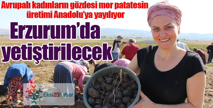 Avrupalı kadınların gözdesi mor patatesin üretimi Anadolu’ya yayılıyor