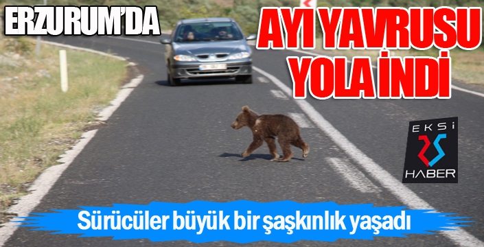 Ayı yavrusu anayolda görüntülendi...