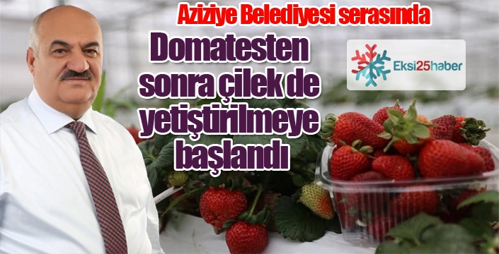 Aziziye Belediyesi serasında domatesten sonra çilek de yetiştirilmeye başlandı.