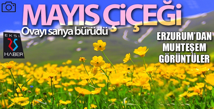 Baharın gelmesiyle Mayıs çiçekleri Erzurum'u sarıya bürüdü
