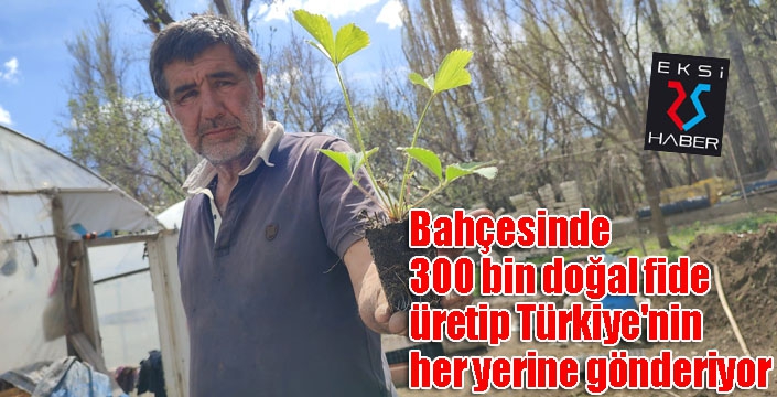 Bahçesinde 300 bin doğal fide üretip Türkiye'nin her yerine gönderiyor