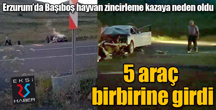 Başıboş hayvan zincirleme kazaya neden oldu, 5 araç birbirine girdi