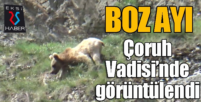 Boz ayı Çoruh Vadisi'nde görüntülendi...